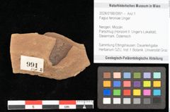 Foto (Objekt + Etikett) von Fagus feroniae Unger (NHMW-GEO-2024-0188-0991)